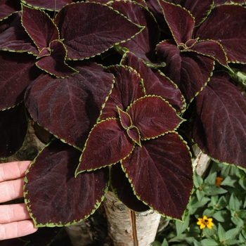 Coleus scutellarioides 'Chocolate Mint' 