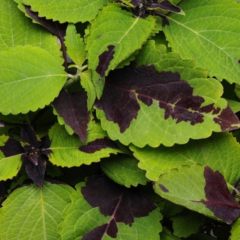 Coleus scutellarioides 'Chocolate Splash'