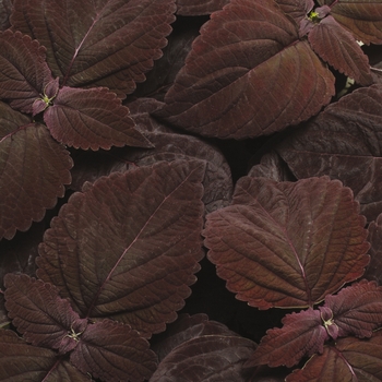 Coleus scutellarioides 'Dark Chocolate' 