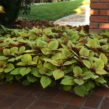 Coleus scutellarioides 'Flip Side' 