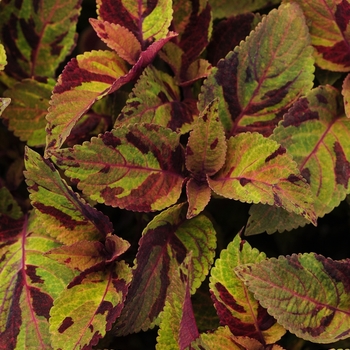 Coleus scutellarioides 'Mighty Mosaic'