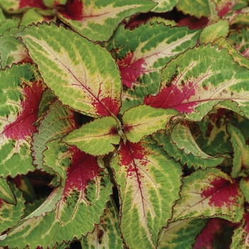 Coleus scutellarioides 'Rose to Lime Magic'