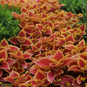 Coleus scutellarioides 'Trusty Rusty'