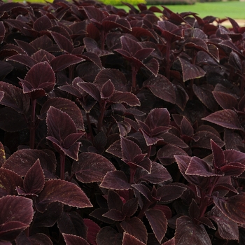 Coleus scutellarioides 'Vino'