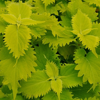 Coleus 'Wasabi' 