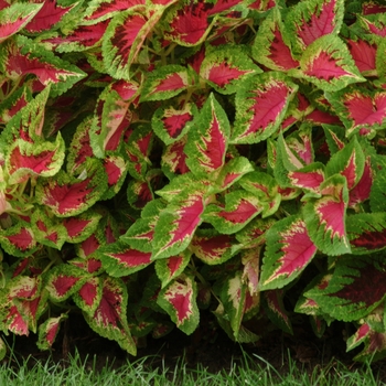 Coleus scutellarioides 'Watermelon' 