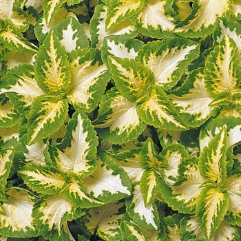 Coleus Wizard® 'Jade'