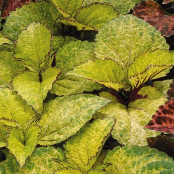 Coleus Wizard® 'Pineapple'