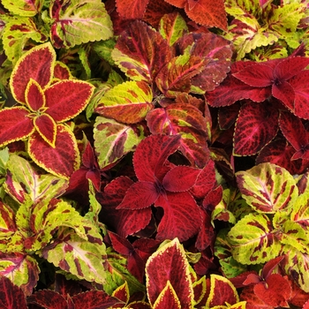 Coleus 'Select Mix' 