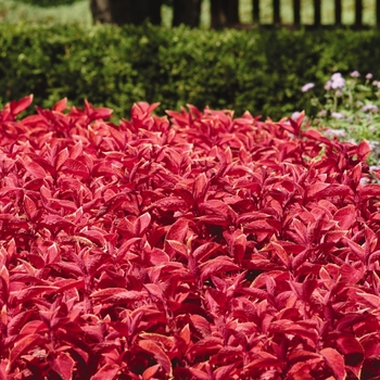 Coleus Wizard® 'Sunset'