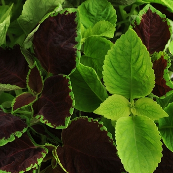 Coleus scutellarioides Fuseables® 'Chocolate Symphony'