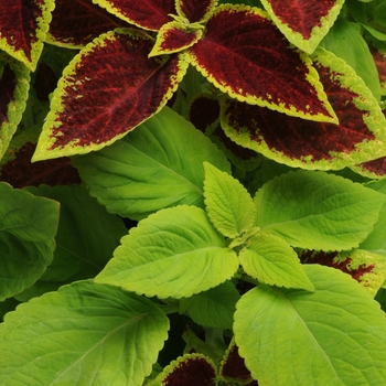 Coleus scutellarioides 'Under The Sun' 