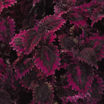 Coleus 'Florida Sun Rose'