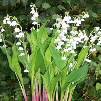 Convallaria majalis 'Bordeaux'