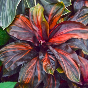 Cordyline terminalis 'Cherry Cordial' 