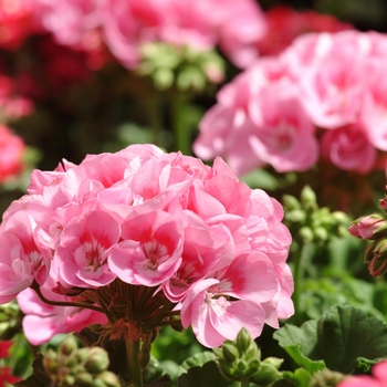 Pelargonium x hortorum 'Light Pink' 