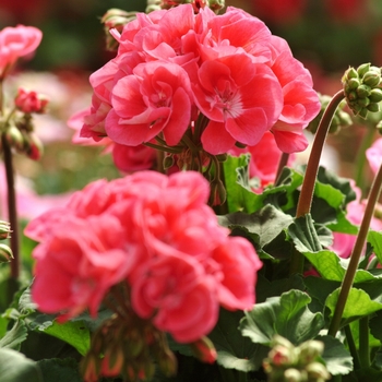 Pelargonium x hortorum 'Pink Sizzle' 