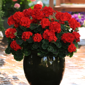 Pelargonium x hortorum 'Scarlet' 