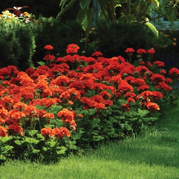 Pelargonium x hortorum 'Tangerine' 