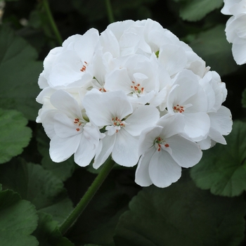 Pelargonium x hortorum 'White' 