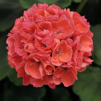 Pelargonium x hortorum 'Dark Salmon' 