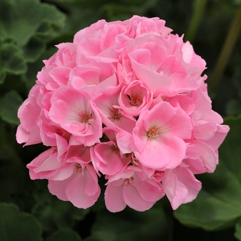 Pelargonium x hortorum 'Light Pink' 