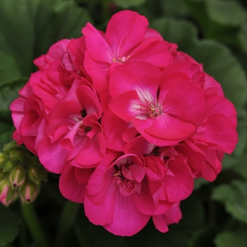 Pelargonium x hortorum 'Purple' 