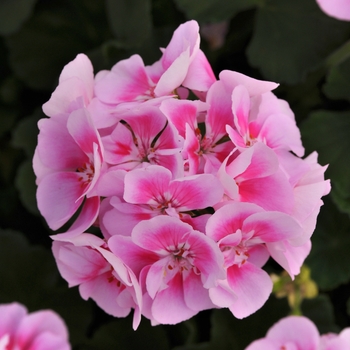 Pelargonium x hortorum 'Raspberry Sizzle' 