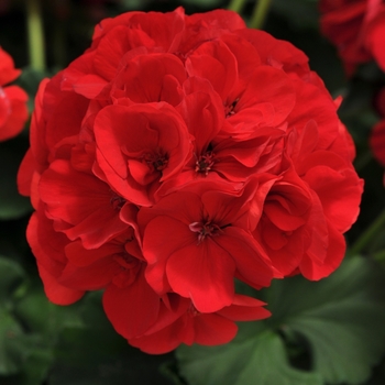 Pelargonium x hortorum 'Red' 