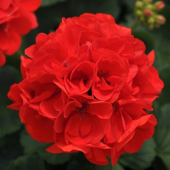 Pelargonium x hortorum 'Scarlet' 