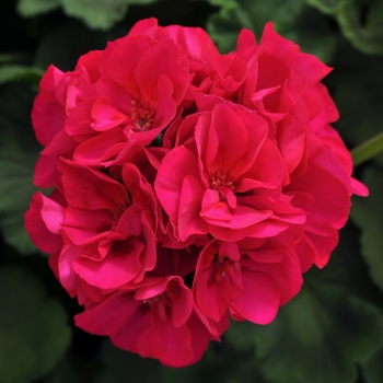 Pelargonium x hortorum 'Violet' 