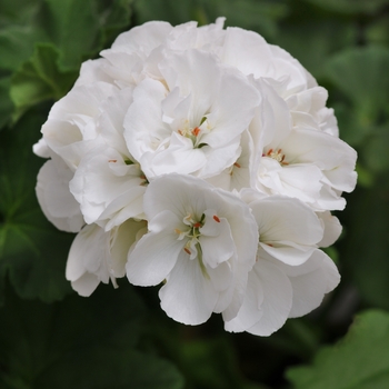 Pelargonium x hortorum 'White' 