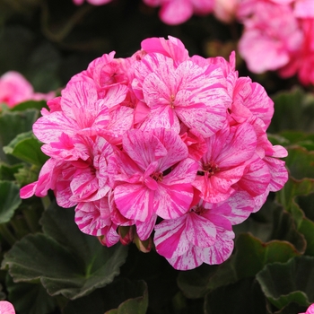 Pelargonium x hortorum 'Raspberry Twizzle' 