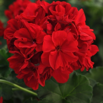 Pelargonium x hortorum