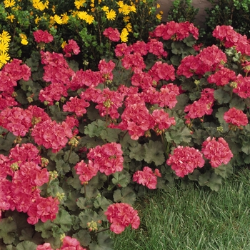 Pelargonium x hortorum Fantasia® Flamingo Rose Improved