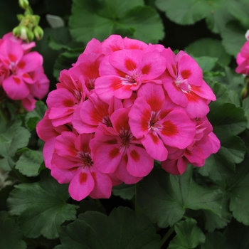 Pelargonium x hortorum Fantasia® Purple Sizzle