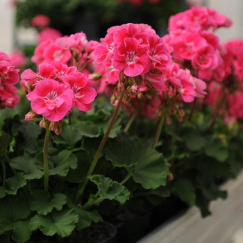 Pelargonium x hortorum Fantasia® Strawberry Sizzle