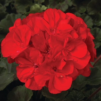 Pelargonium x hortorum 'Brilliant Red' 