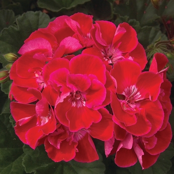 Pelargonium x hortorum Moonlight™ 'Cranberry Blush'