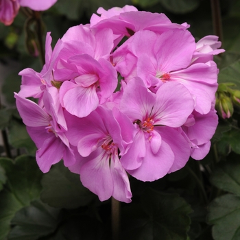 Pelargonium x hortorum Moonlight™ 'Lavender'