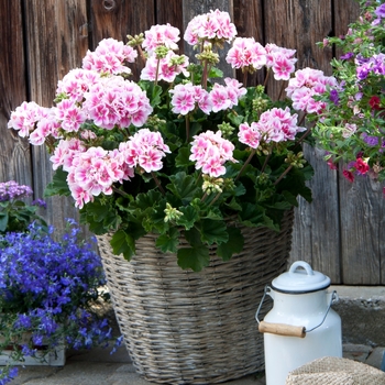 Pelargonium x hortorum 'Light Pink+Eye' 