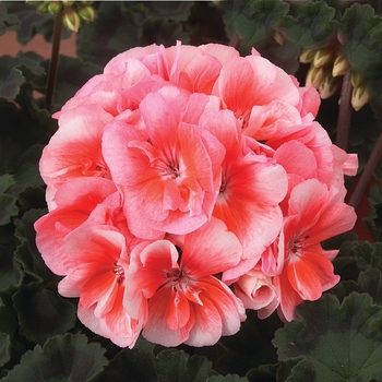 Pelargonium x hortorum Moonlight™ 'Light Salmon'