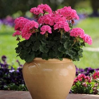 Pelargonium x hortorum 'Pink' 