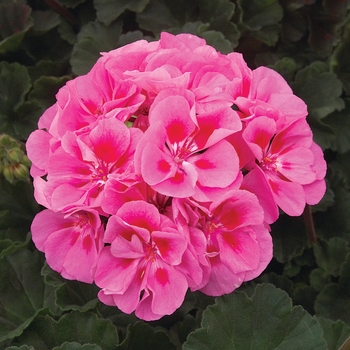 Pelargonium x hortorum 'Pink Eye' 