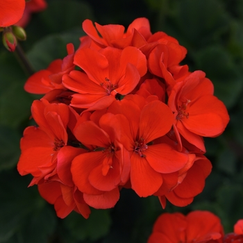 Pelargonium x hortorum Moonlight™ 'Scarlet Red'