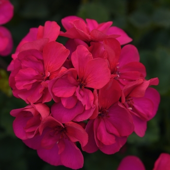 Pelargonium x hortorum 'Violet' 