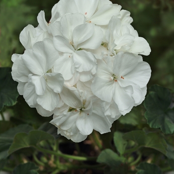 Pelargonium x hortorum Moonlight™ 'White'