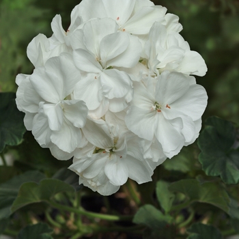 Pelargonium x hortorum 'White' 