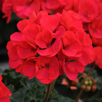 Pelargonium x hortorum 'Dark Fuchsia' 