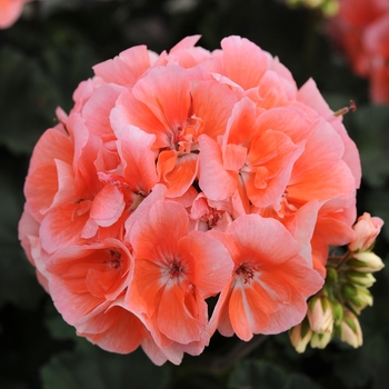 Pelargonium x hortorum 'Light Salmon' 